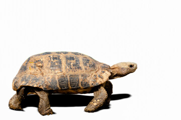 Tortoise, Turtle, White Background, Cut Out, Hermann's Tortoise