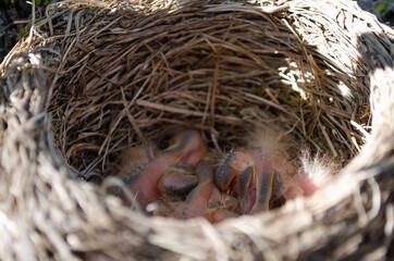 Only blackbird chicks hatched from the egg in the nest