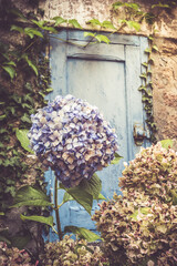Large blue flowers and several withered umbels on a hydrangea bush in front of an old blue wooden door, vintage style, vertical - obrazy, fototapety, plakaty