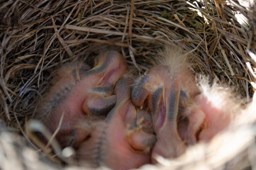 Only blackbird chicks hatched from the egg in the nest
