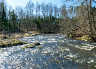 the banks of a small wild river in spring, a rugged section of the river with stones in the water, bare trees, reflections in the water, a small wild river, the Abuls River in Latvia