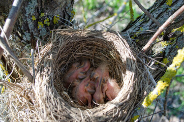 Only blackbird chicks hatched from the egg in the nest