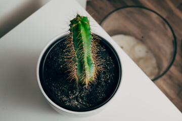 High angle view of a pole cactus in a white pot in an apartment - decoration