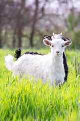 Two baby goats white and black graze in a spring meadow