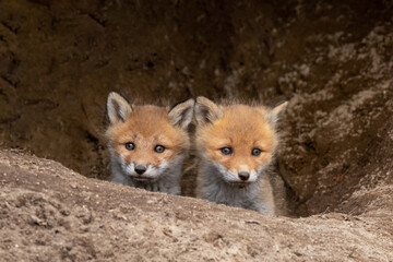 巣穴から顔を出すキタキツネの子供
