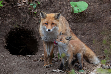 キタキツネの親子