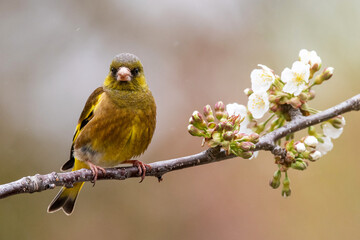 春のカワラヒワ