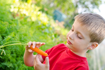 Boy harvesting in vegetable bed. Child eating carrot in other hand whole bunch. Outdoor country activities.