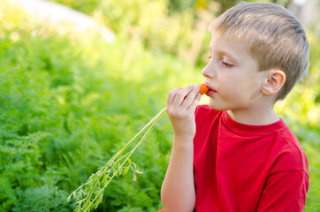 Fototapeta premium Boy harvesting in vegetable bed. Child eating carrot in other hand whole bunch. Outdoor country activities.