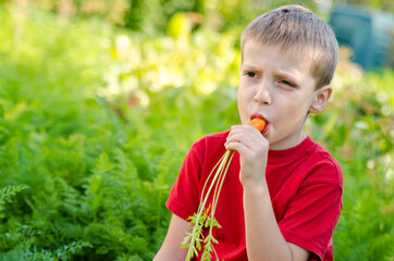 Boy harvesting in vegetable bed. Child eating carrot in other hand whole bunch. Outdoor country activities.