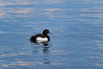 at Tkachenko's in the Neva River