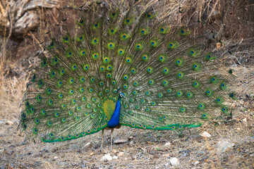 Peacock
