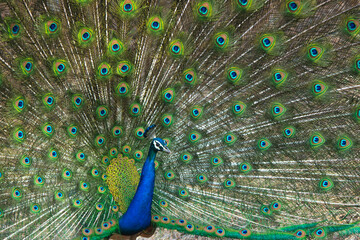 Obraz premium Peacock