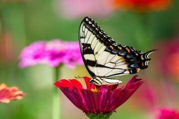 Tiger Swallowtail Butterfly
