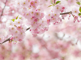 Sakura tree  branches. Cherry blossoming , spring background with pink blossoms