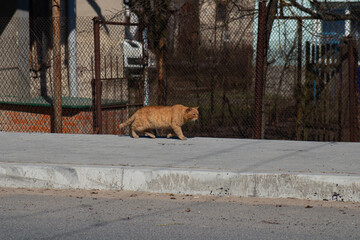 the cat sneaks up 