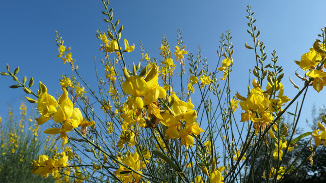 Bright yellow flowers against blue Andalusian sky