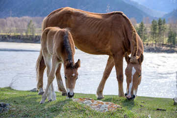 Horse and foal nibble the grass in the countryside in the mountains.