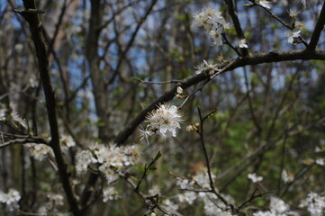 A wild cherry tree flowers in bloom and blosom on a sunny day in spring in a forest