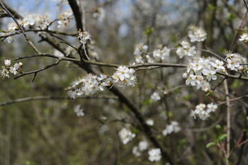 A wild cherry tree flowers in bloom and blosom on a sunny day in spring in a forest