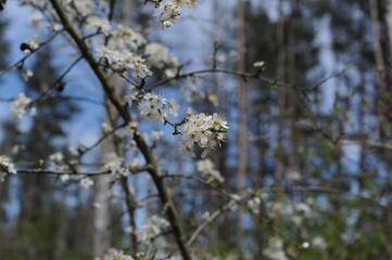 A wild cherry tree flowers in bloom and blosom on a sunny day in spring in a forest