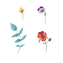 Paint set of hand-drawn watercolor pansies flowers on a white background. Use for menus, invitations, wedding