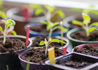 fragments of small green plants in black plastic boxes and colored markers, plant growing hobby, blurred background