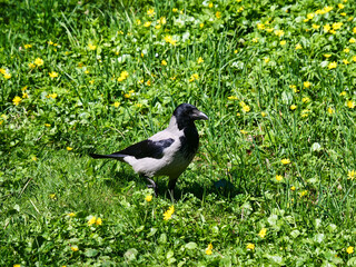 Fototapeta premium A crow walks on green grass among yellow flowers