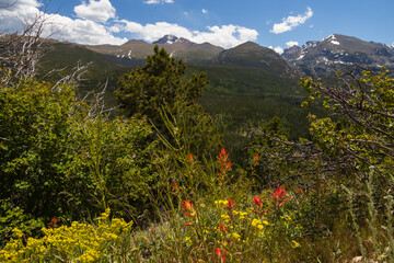 Wildflowers with Rocky Mountains mountain range in background 
