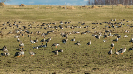 a migratory bird flock in a goose field, landscape seasonal bird migration, many wild geese in a field in the Latvian wilderness