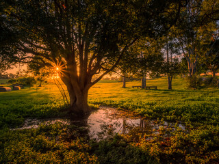Parkland Sunset with Tree and Puddle Reflections