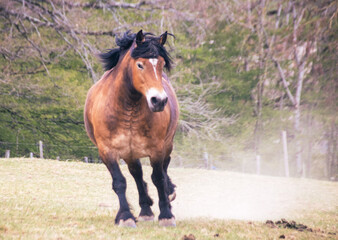 cheval de trait en pleine course