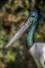 Rainbow Coloured Head vert