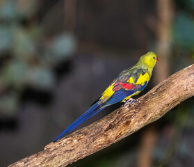 Regent Parrot