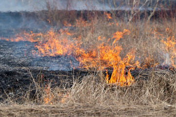 Burning vegetation for crops. Burning dry grass at spring - 433179812
