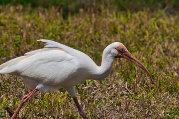 Ibis birds in Indialantic Florida