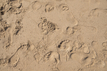 Different footsteps on sandy beach. Summer background