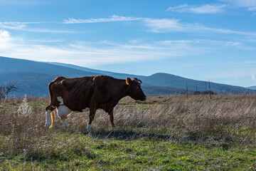 Cows graze in a meadow. Portrait of a red cow on a background of green grass, blue mountains. Breeding of domestic animals for milk production. Cattle on the farm. Autumn rural landscape, copy space