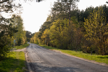 Fototapeta premium the road that goes into the distance 