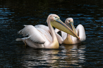 Great White Pelican, Pelecanus onocrotalus in a park