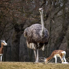 Tuinposter The common ostrich, Struthio camelus, or simply ostrich © rudiernst