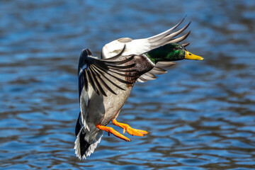 Wild duck or mallard, Anas platyrhynchos flying over a lake in Munich, Germany