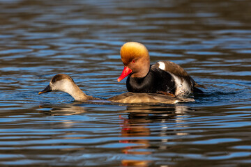 Red-crested Pochard, Netta rufina swimming in a lake at Munich, Germany