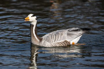 The bar-headed goose, Anser indicus seen in English Garden in Munich