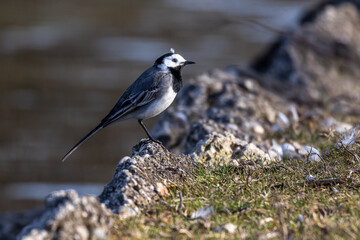 The white wagtail, Motacilla alba is a passerine bird in the family Motacillidae.