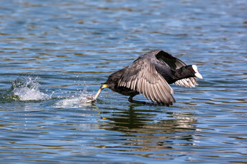 The Eurasian coot, Fulica atra swimming on the Kleinhesseloher Lake at Munich, Germany