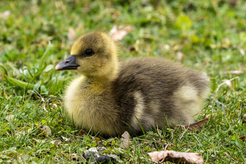Beautiful yellow fluffy greylag goose baby gosling in spring, Anser anser