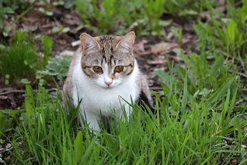 Young cat sitting in the grass. Portrait of animal outdoors
