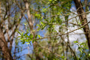 Spring is a beautiful natural background. Green leaves in the blue sky.