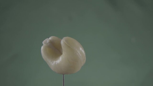 Cashew rotating with loop on green screen for chroma key